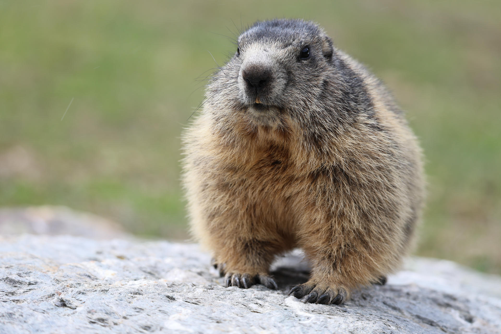 An alpine marmot sits upright on a rock, displaying its thick, brownish fur and rounded body against a blurred natural background. Its small paws rest in front, and its face is alert and curious.