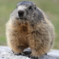 alpine marmot on rock 15