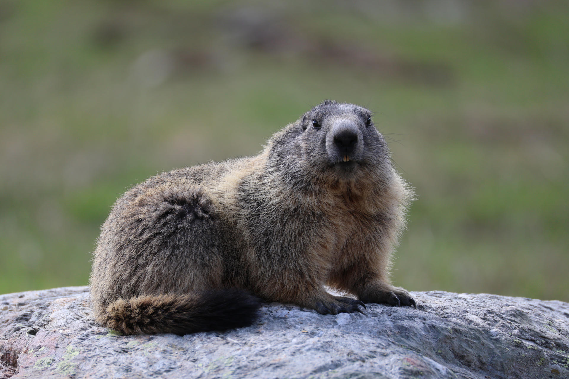 An alpine marmot sits on a rock, its thick fur and rounded body clearly visible against a blurred natural background. The marmot appears alert, gazing slightly upward.