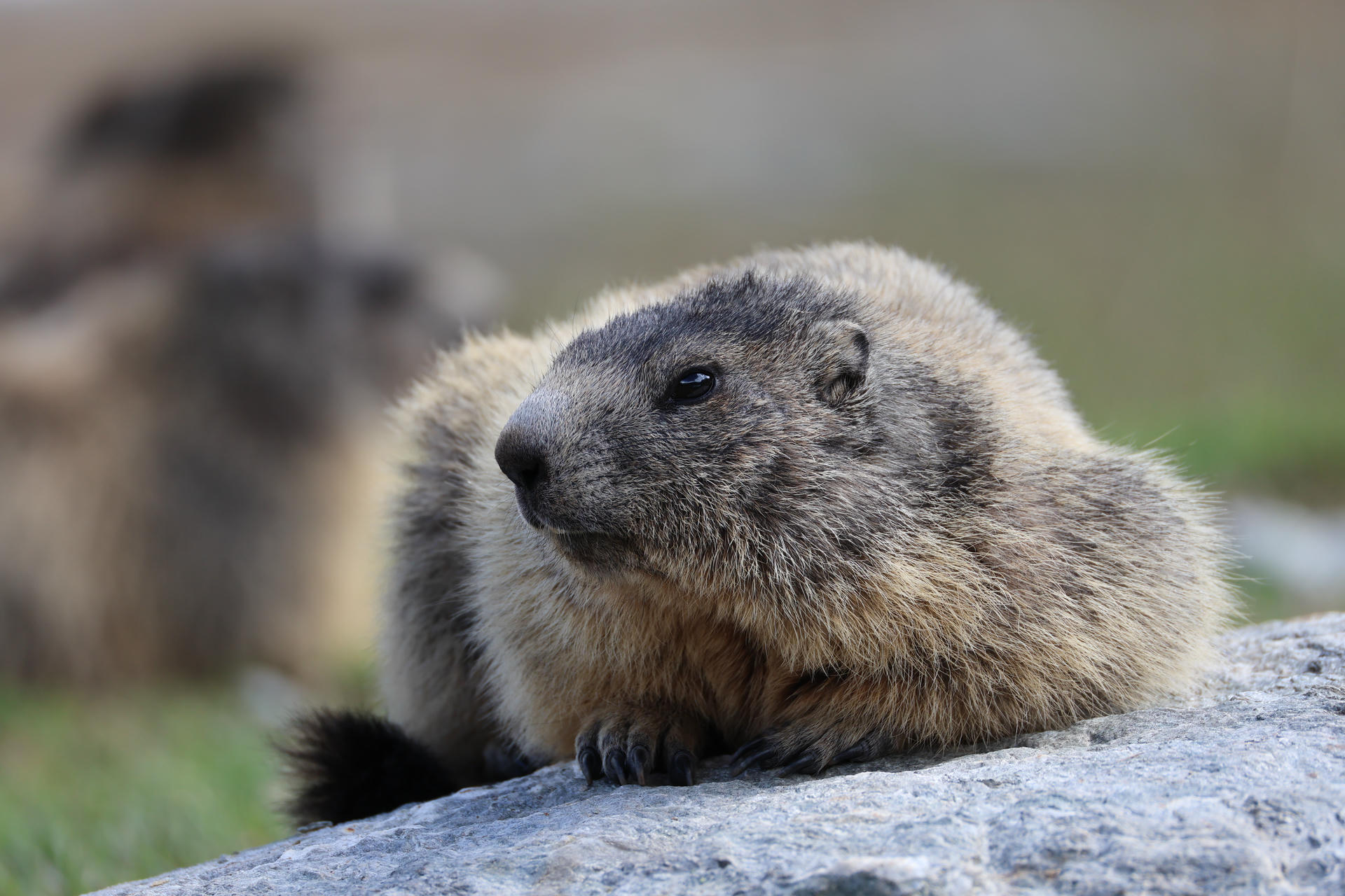 An alpine marmot is lying on a rock, its thick fur blending shades of gray and brown, with a calm and relaxed expression. The background is softly blurred, drawing attention to the marmot’s features.
