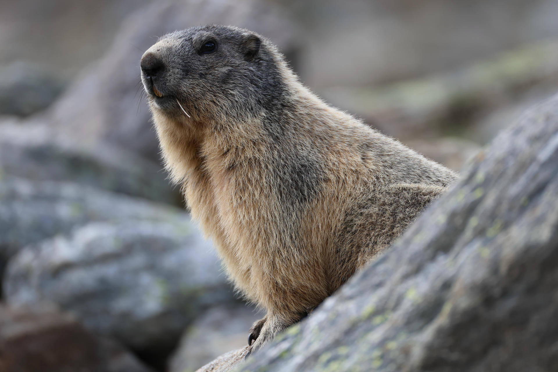 An alpine marmot with thick, brownish-grey fur is perched on a rock, looking alertly into the distance. The background is blurred, highlighting the marmot's features and the rocky environment.