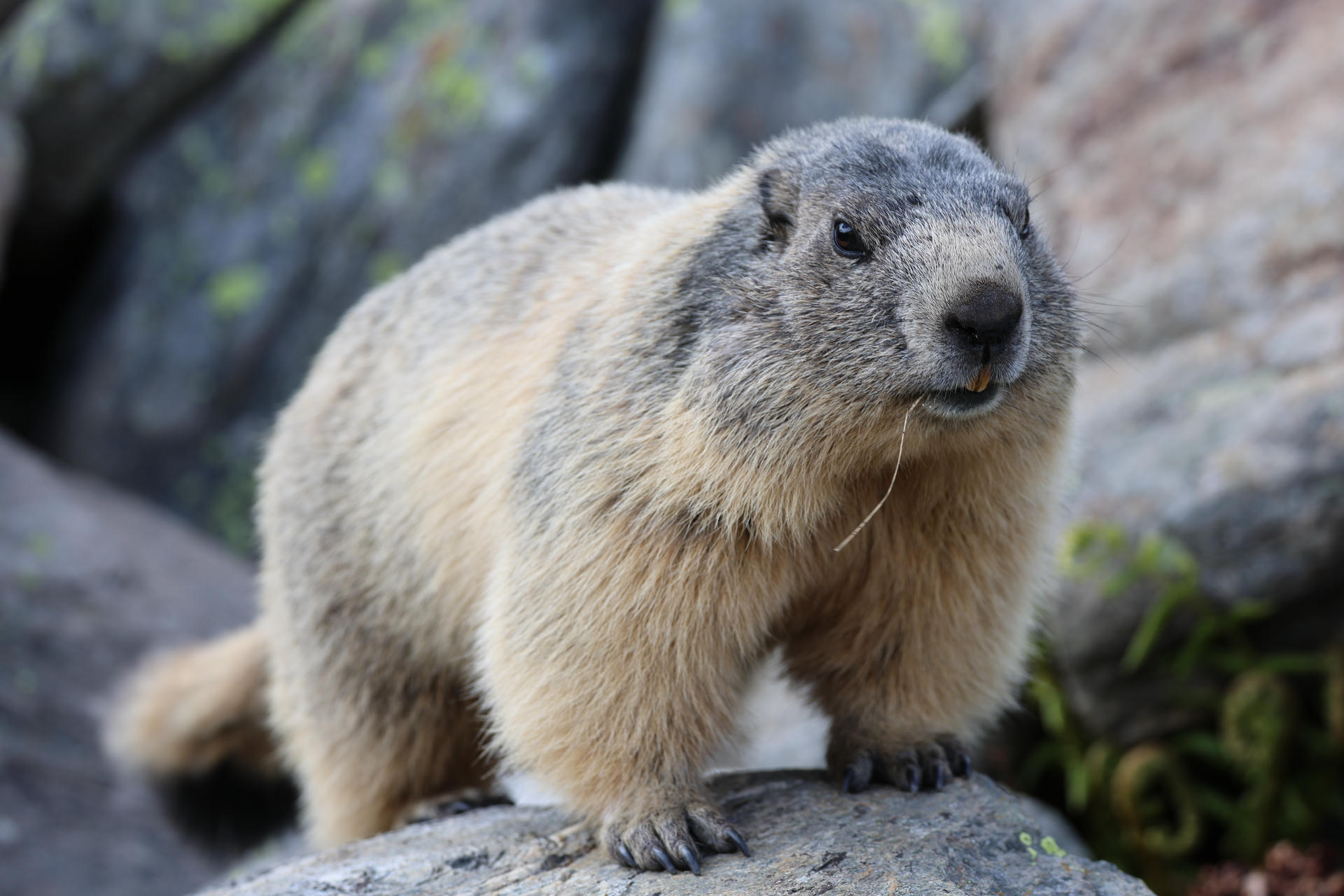 An alpine marmot with thick, light brown and gray fur stands alert on a rock, with a blurred rocky background behind it. Its round body and short legs are clearly visible.
