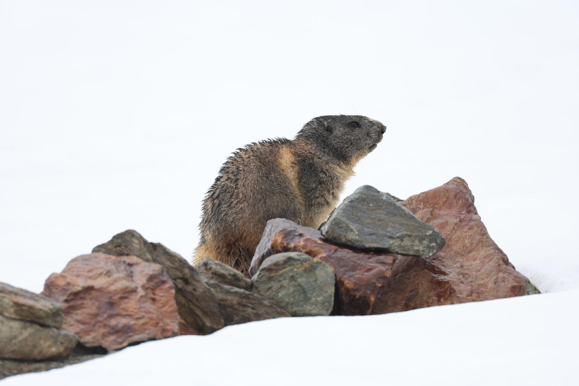 An alpine marmot with thick, brownish-grey fur is perched on a pile of rocks, looking off into the distance. The background is bright and uncluttered, highlighting the marmot's profile.