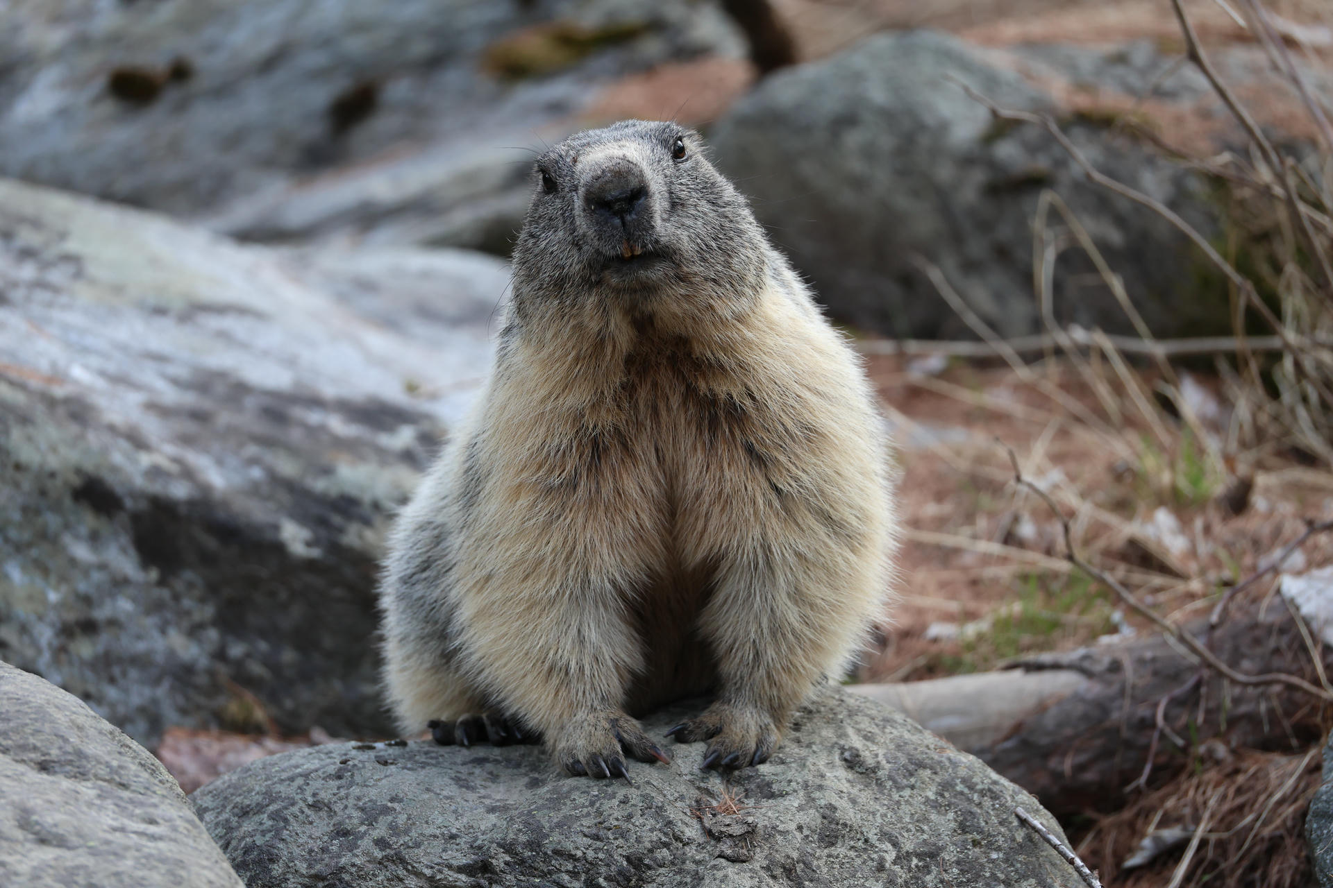 An alpine marmot sits upright on rocky ground, looking directly at the camera with its thick fur and rounded body clearly visible. The background features large stones and patches of earth.