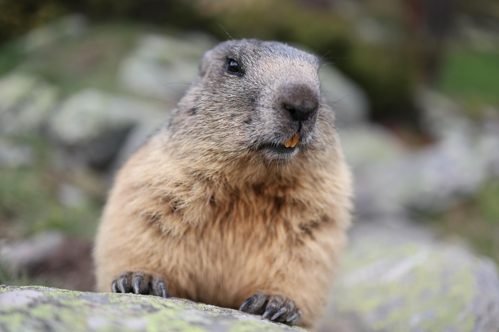 An alpine marmot with thick, brownish-grey fur is perched on a rock, looking directly at the camera with its nose and whiskers prominently visible. The background is softly blurred, highlighting the marmot’s expressive face and natural habitat.