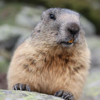 An alpine marmot with thick, brownish-grey fur is perched on a rock, looking directly at the camera with its nose and whiskers prominently visible. The background is softly blurred, highlighting the marmot’s expressive face and natural habitat.