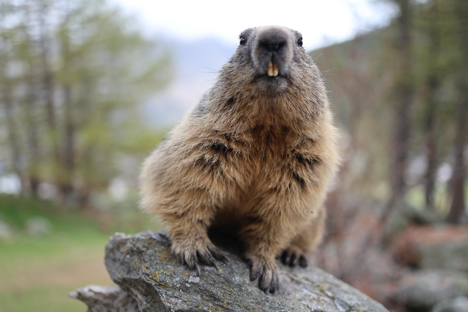 An alpine marmot sits on a rock, facing the camera with its furry body and prominent front teeth clearly visible. The background is softly blurred, highlighting the marmot’s expressive face and thick coat.