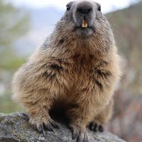 An alpine marmot sits on a rock, facing the camera with its furry body and prominent front teeth clearly visible. The background is softly blurred, highlighting the marmot’s expressive face and thick coat.