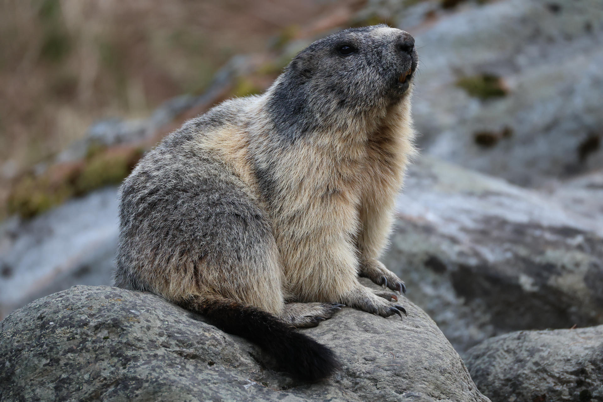 An alpine marmot with thick, grayish fur sits upright on a rocky surface, looking slightly upward with its small paws resting on the stone. The background is blurred, highlighting the marmot and its natural habitat.