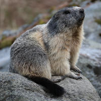 An alpine marmot with thick, grayish fur sits upright on a rocky surface, looking slightly upward with its small paws resting on the stone. The background is blurred, highlighting the marmot and its natural habitat.