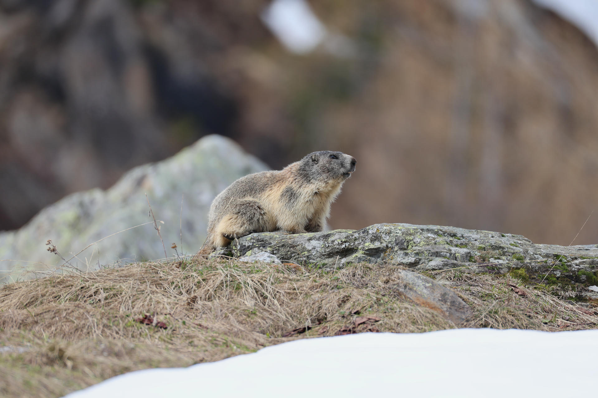 An alpine marmot with thick, grayish-brown fur is perched on a rocky surface, looking alert in a natural outdoor setting. The background is softly blurred, highlighting the marmot as the main subject.
