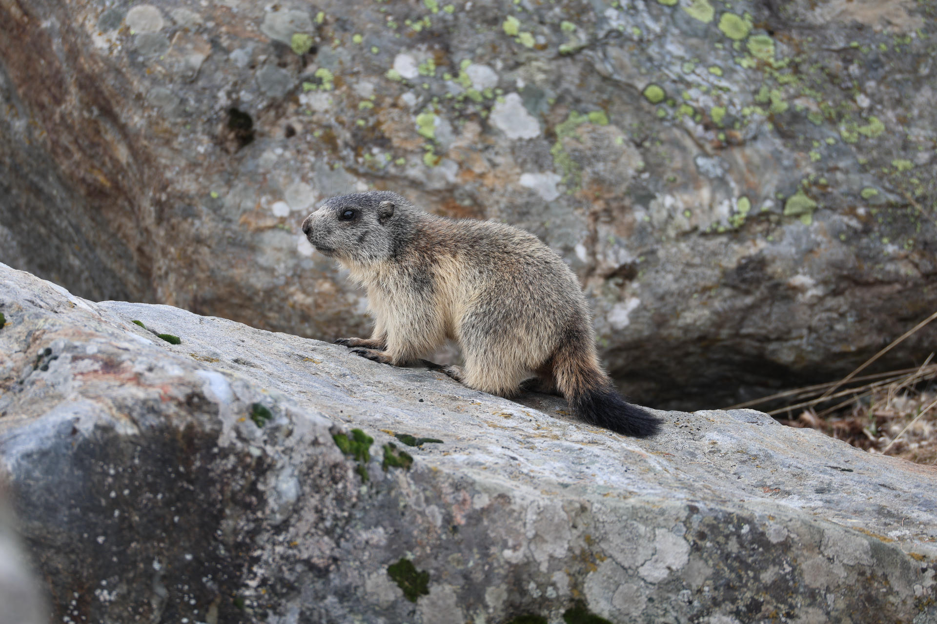 An alpine marmot with thick, grayish-brown fur sits alertly on a large rock, surrounded by a rocky, mountainous landscape. Its bushy tail and rounded body are clearly visible against the stone background.