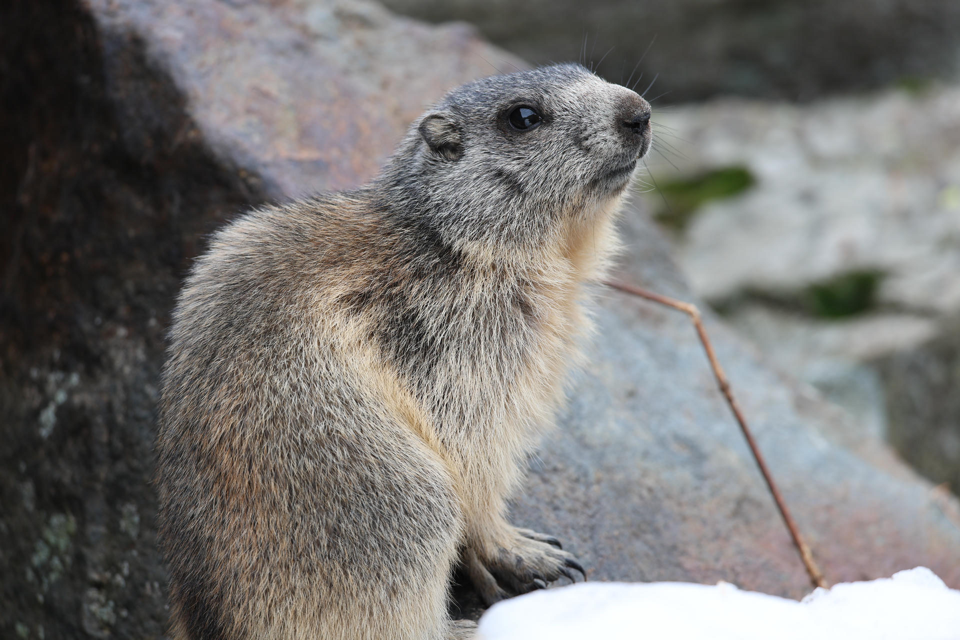 An alpine marmot with thick, grayish-brown fur sits upright on a rocky surface, looking alert and curious. The background features large stones and a hint of greenery.
