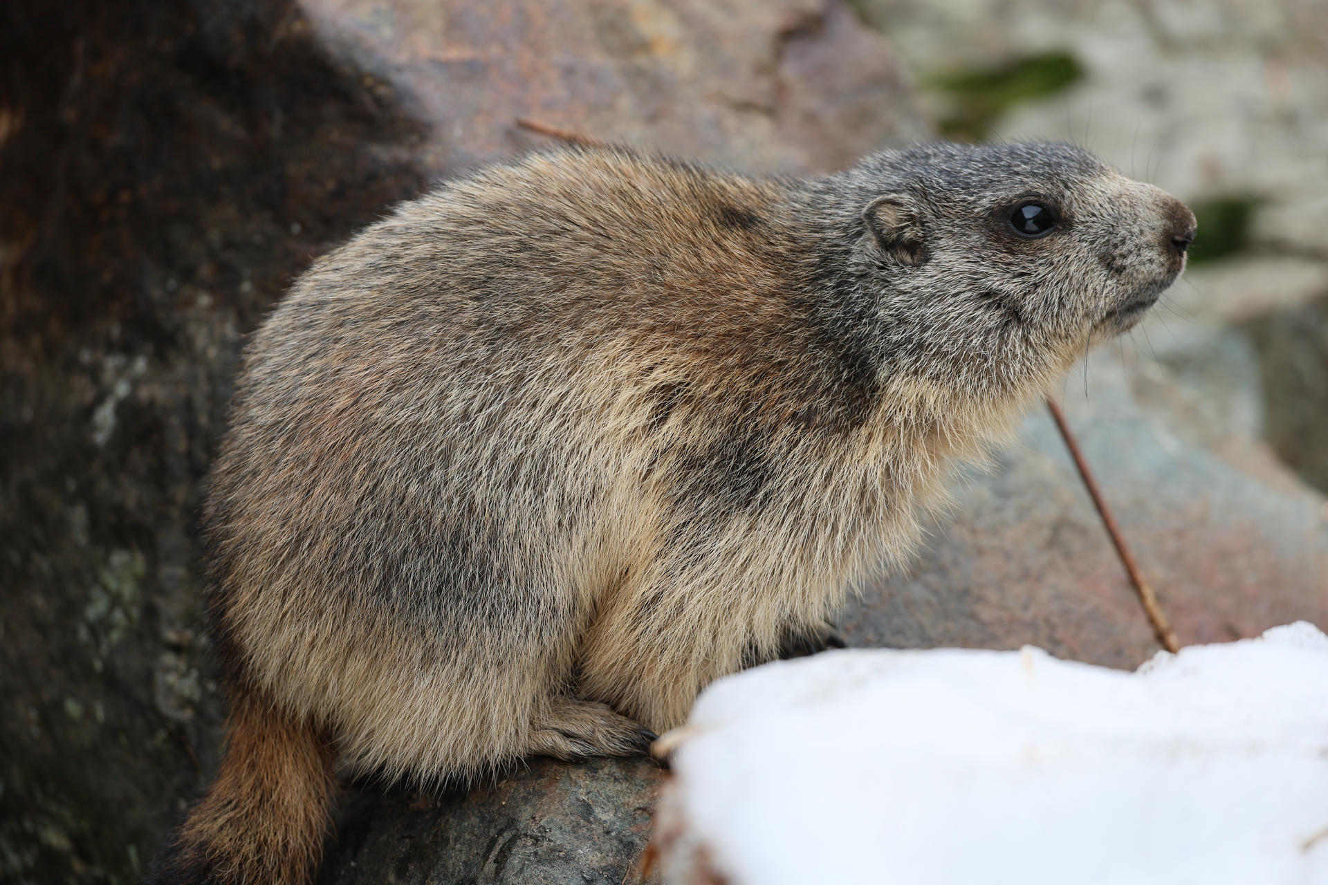 An alpine marmot with thick, grayish-brown fur is perched on a rocky surface near a patch of snow, looking alert and curious. The background shows more rocks and hints of greenery.
