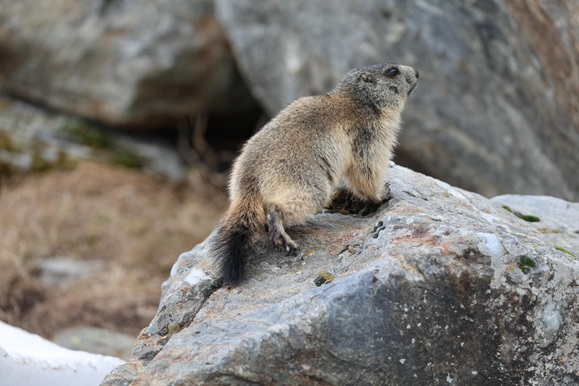 An alpine marmot with thick, brownish-grey fur sits alertly on a large rock, surrounded by a rocky landscape. Its bushy tail and rounded body are clearly visible as it gazes into the distance.