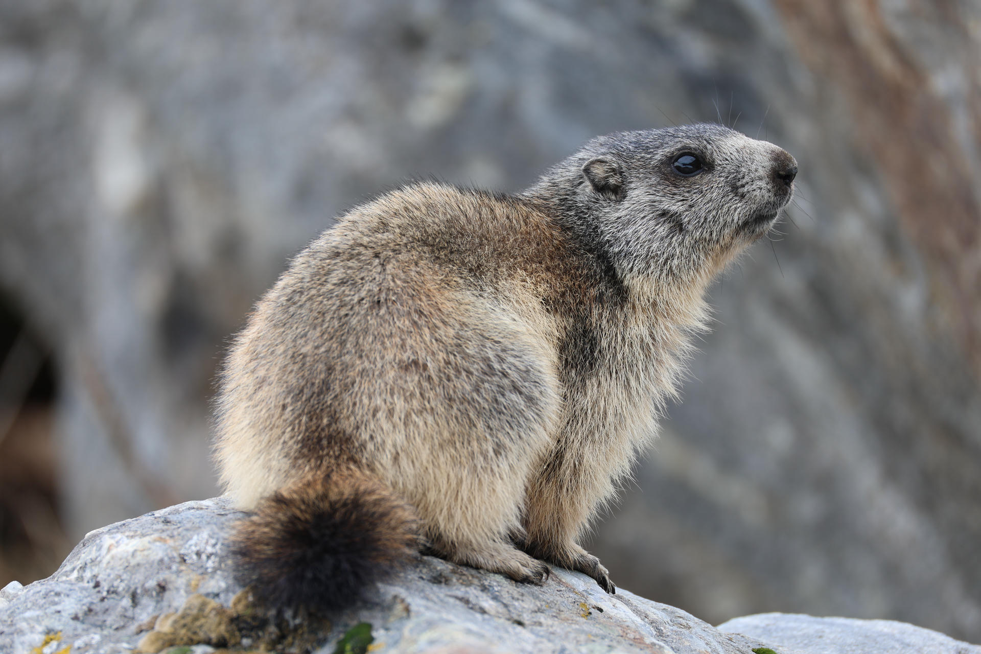 An alpine marmot sits on a rock, its thick fur blending with the rocky, mountainous background. The marmot appears alert, gazing off to the side.