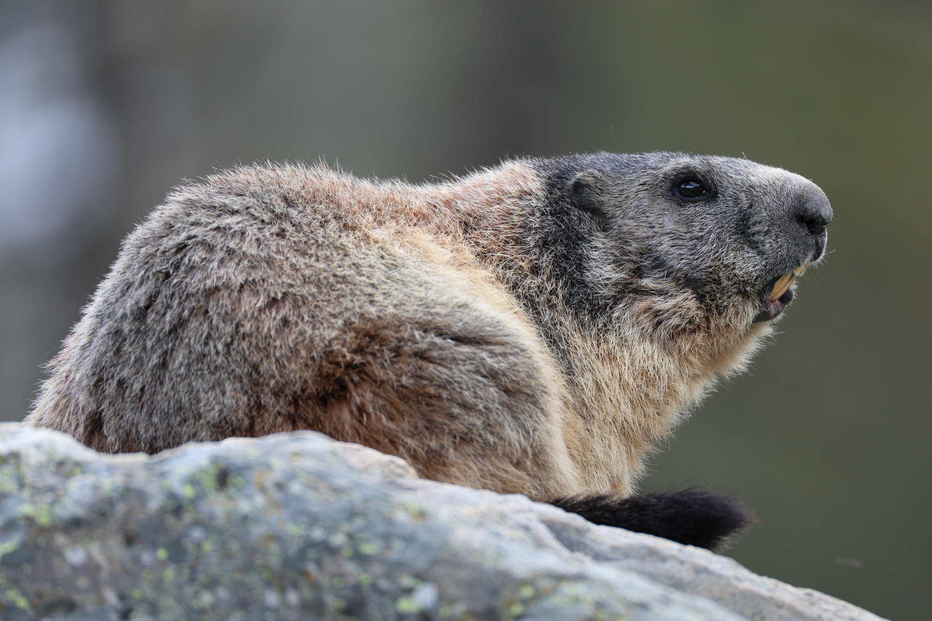 An alpine marmot with thick, brownish-grey fur is perched on a rock, looking alertly into the distance. The background is softly blurred, drawing attention to the marmot’s features.