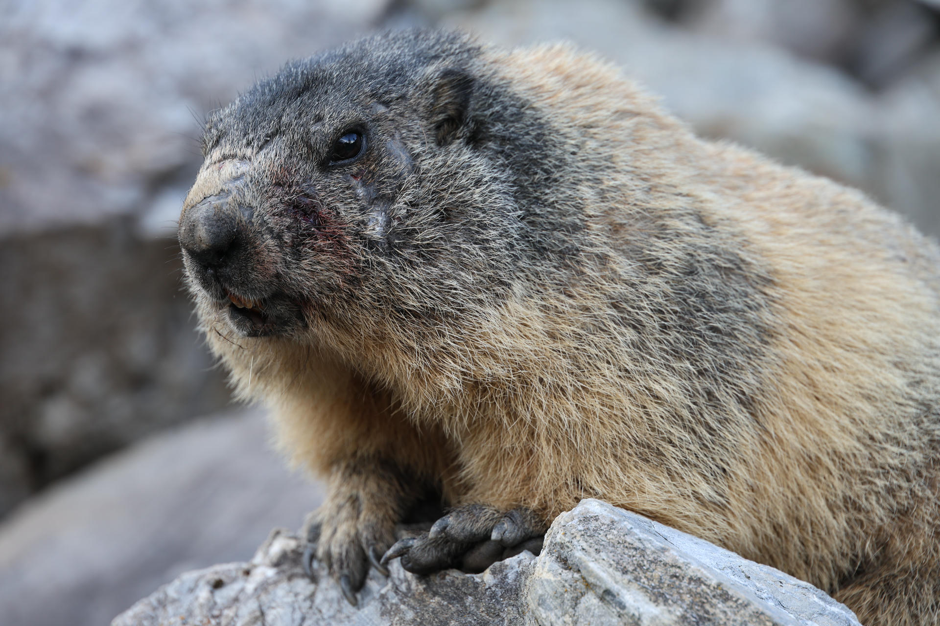 An alpine marmot with thick, grayish-brown fur is shown up close, sitting on a rocky surface and looking slightly to the side. The background is blurred, highlighting the marmot's detailed face and whiskers.