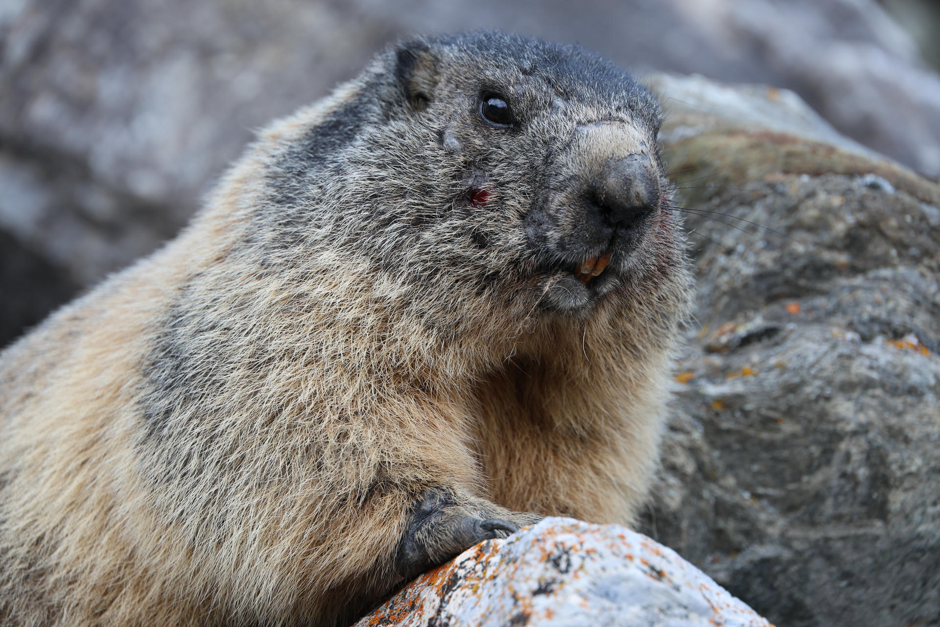 An alpine marmot with thick, grayish-brown fur is perched on a rock, looking directly at the camera with its small, dark eyes and rounded snout. The background is blurred, highlighting the marmot's textured fur and alert expression.