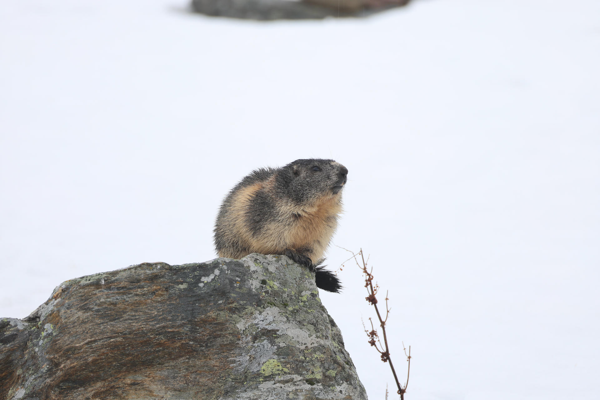 An alpine marmot sits alertly on a large rock, its thick fur blending with the muted, natural background. The marmot appears to be gazing into the distance, with its bushy tail visible beside it.