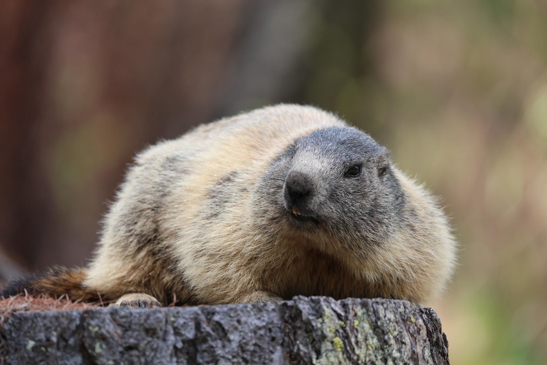 An alpine marmot with thick, light brown and gray fur is resting on a tree stump, looking alert with its head slightly raised. The background is softly blurred, highlighting the marmot as the main subject.