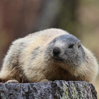 An alpine marmot with thick, light brown and gray fur is resting on a tree stump, looking alert with its head slightly raised. The background is softly blurred, highlighting the marmot as the main subject.