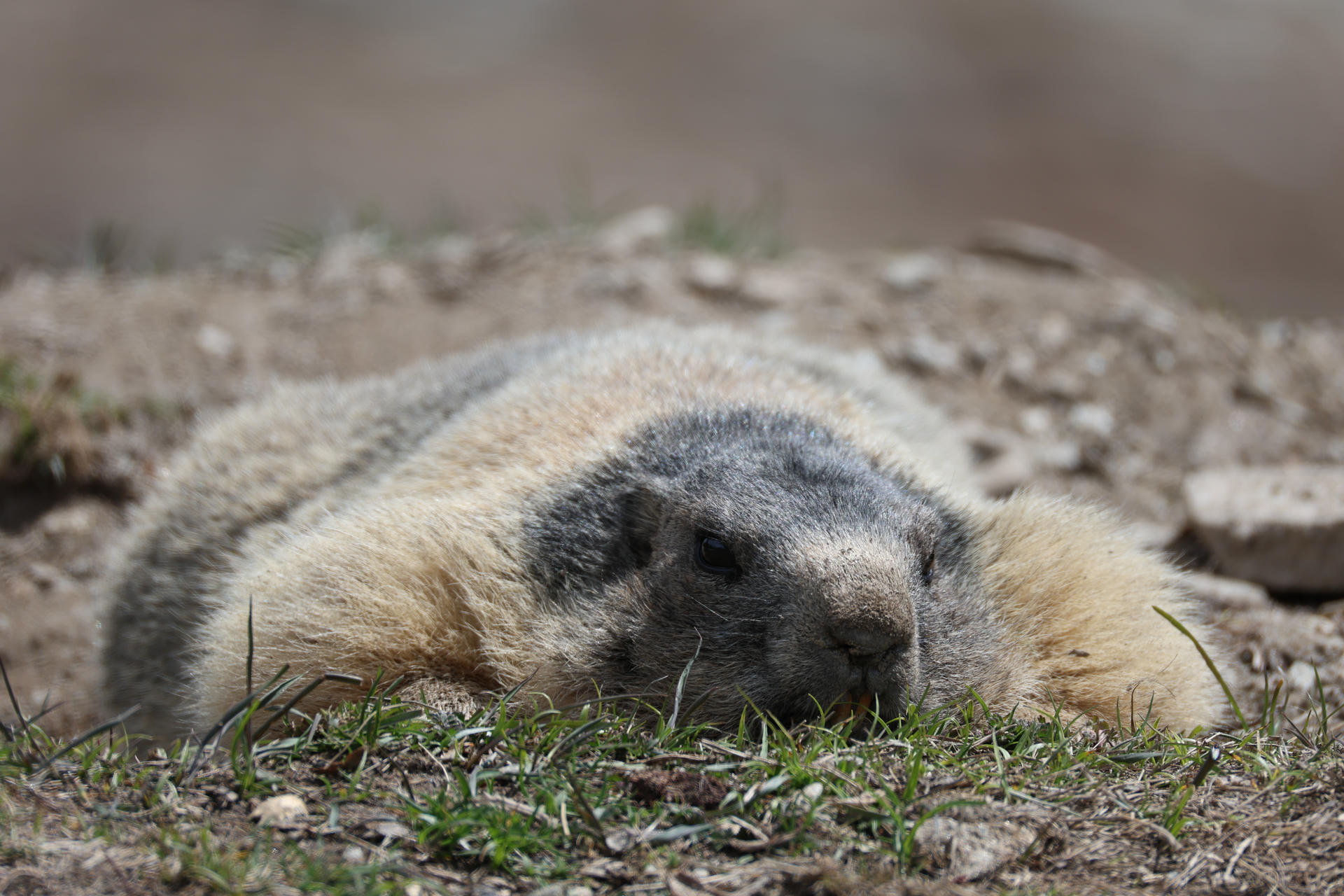 An alpine marmot is lying completely flat on the ground with its legs stretched out, blending into the rocky and grassy terrain. Its body appears relaxed and its head is resting low, giving it a pancake-like appearance.