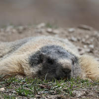 An alpine marmot is lying completely flat on the ground with its legs stretched out, blending into the rocky and grassy terrain. Its body appears relaxed and its head is resting low, giving it a pancake-like appearance.