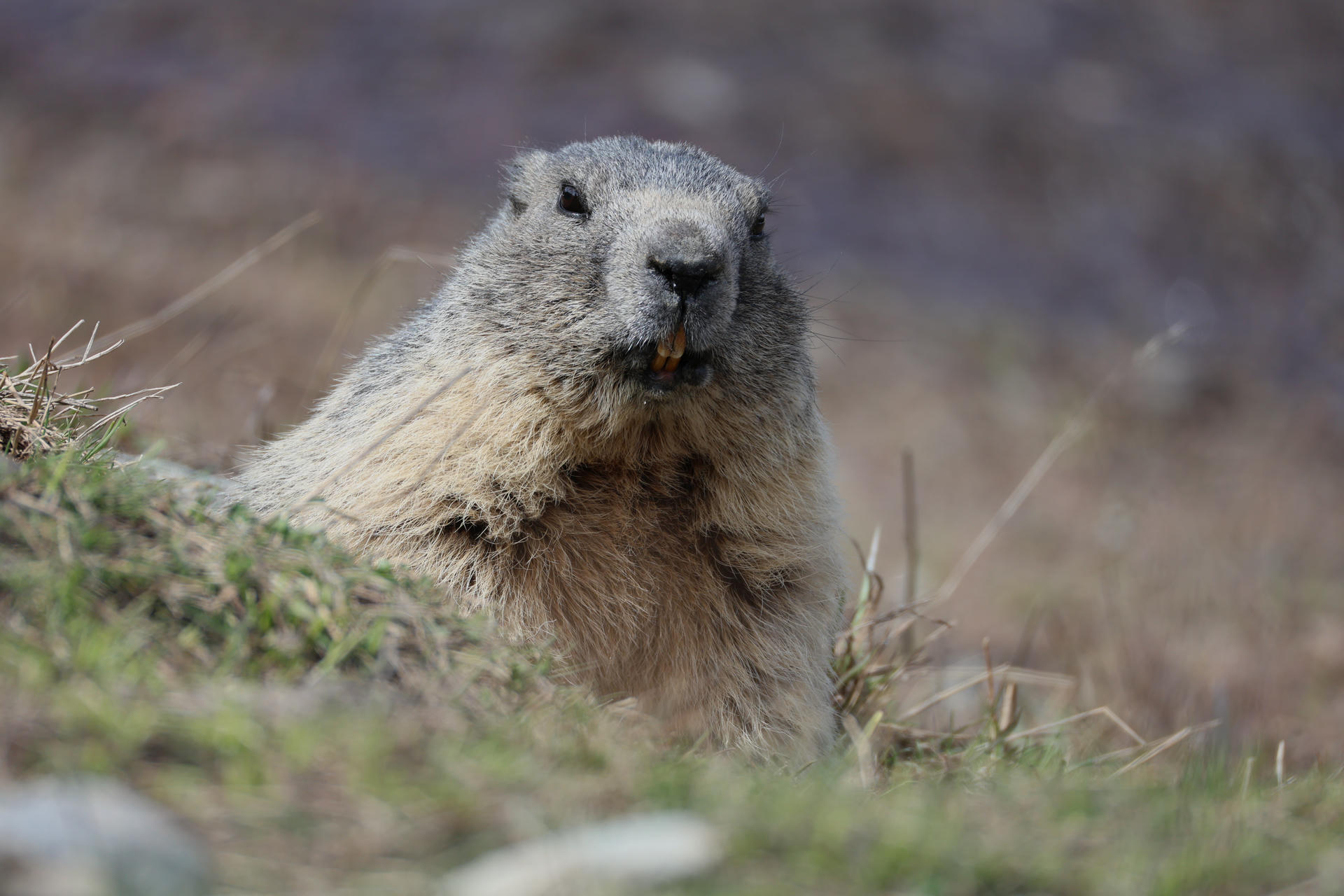 An alpine marmot with thick, grayish fur is sitting upright among grass and looking directly at the camera. Its face and front paws are clearly visible, with a blurred natural background behind it.