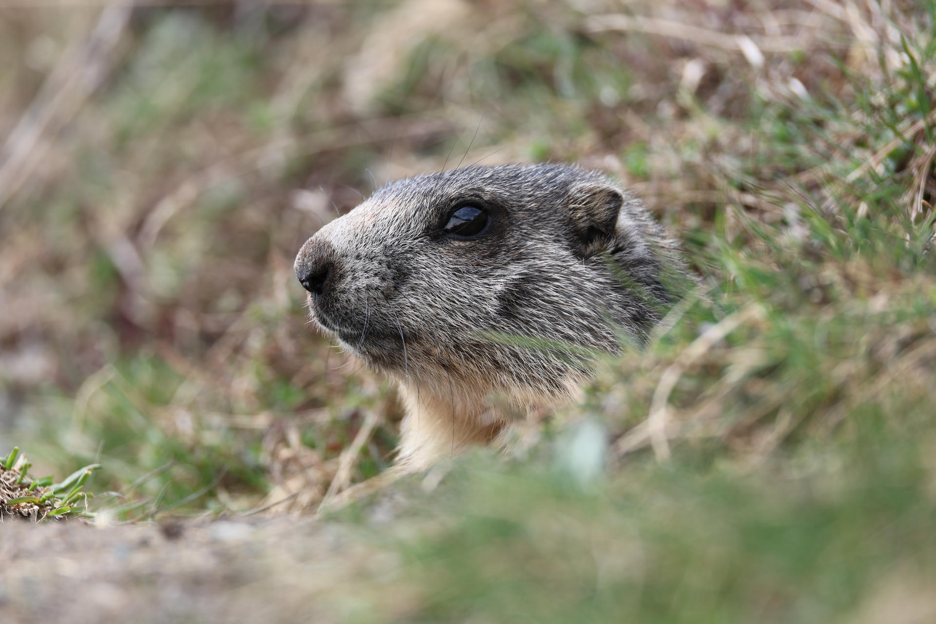 An alpine marmot is peeking out from its burrow, with its head and part of its neck visible against a background of grass and earth. The marmot's fur is a mix of gray and brown tones, and it appears alert and watchful.