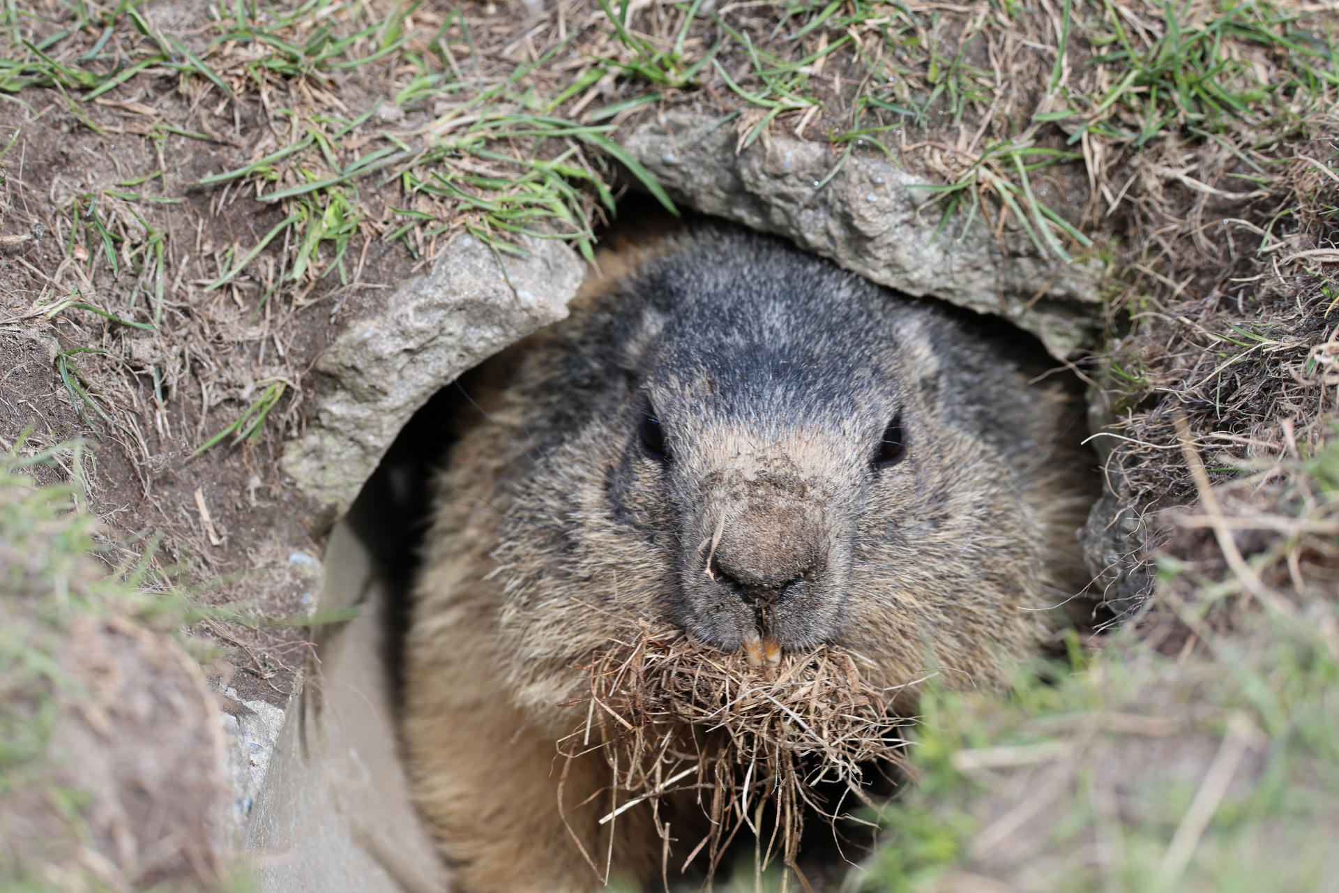 An alpine marmot is peeking out from the opening of a damaged concrete pipe, with its face framed by grass and dirt. The marmot has a mouthful of dry grass, likely gathered for nesting.