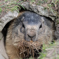 An alpine marmot is peeking out from the opening of a damaged concrete pipe, with its face framed by grass and dirt. The marmot has a mouthful of dry grass, likely gathered for nesting.
