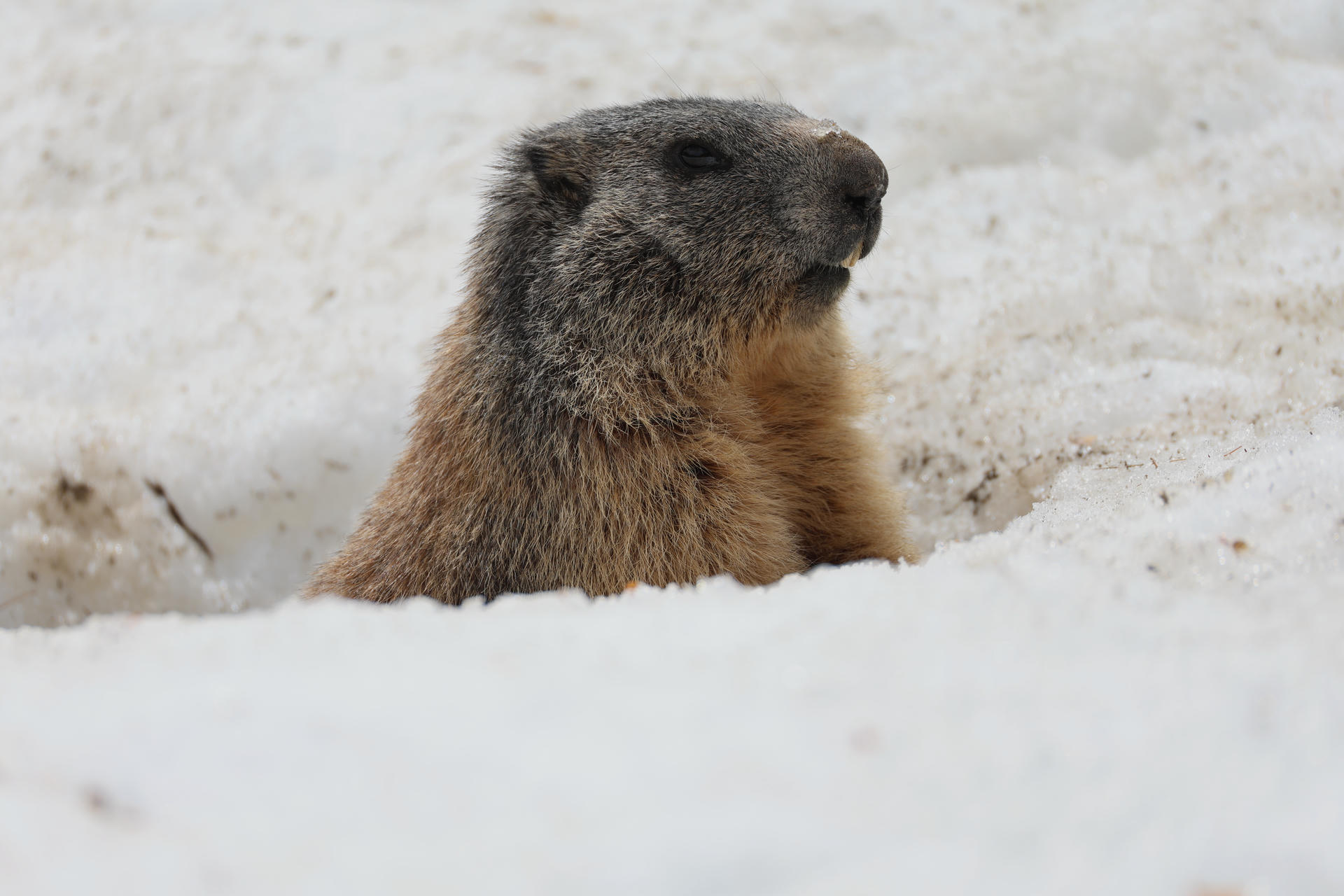 An alpine marmot with thick, brown and gray fur is partially emerging from the snow, looking alert. Its face and upper body are clearly visible against the white background.
