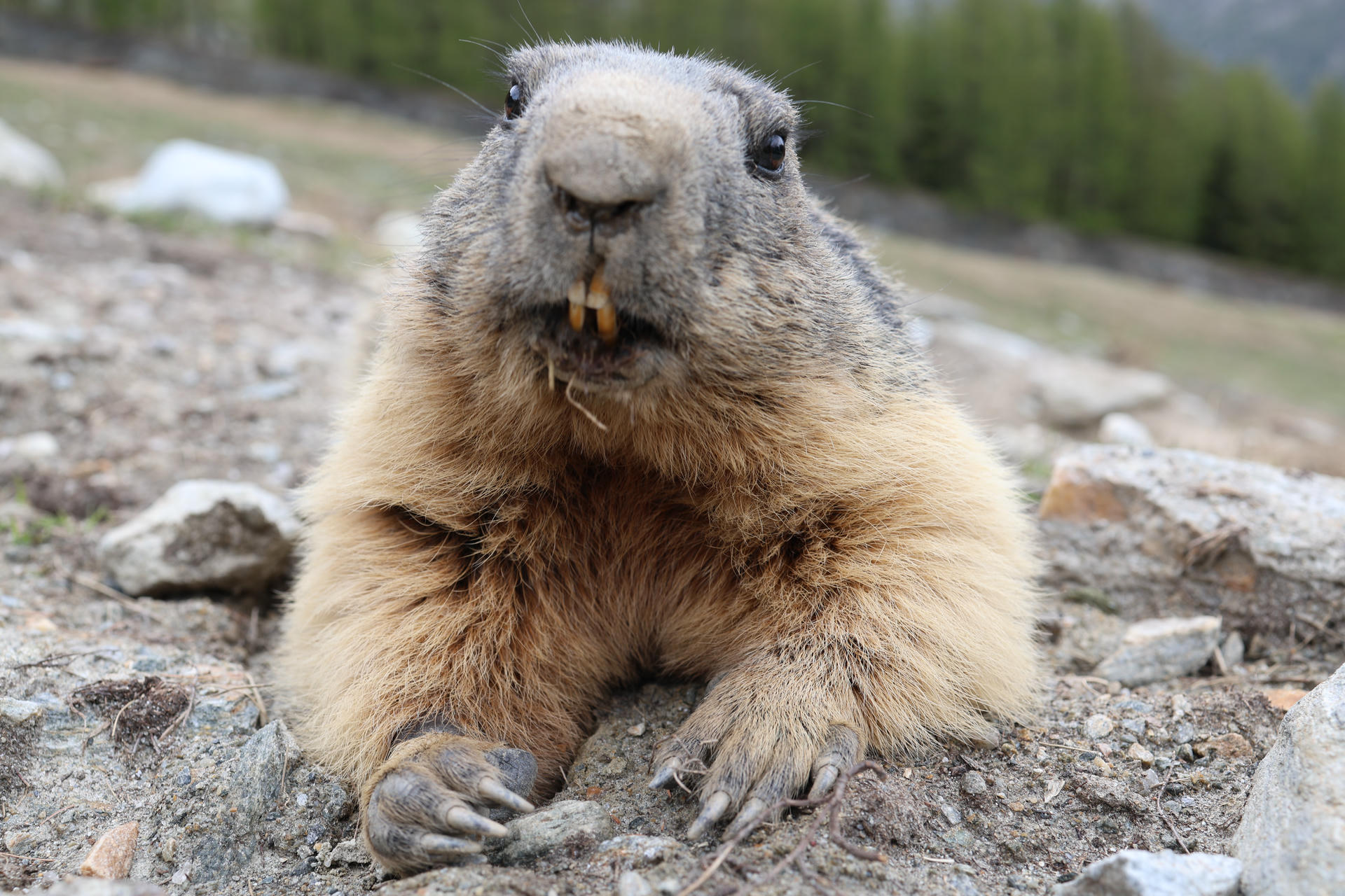 An alpine marmot is pictured up close, lying on the ground with its furry paws visible and its yellow teeth showing. The background is slightly blurred, showing greenery and rocks.