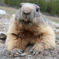 An alpine marmot is pictured up close, lying on the ground with its furry paws visible and its yellow teeth showing. The background is slightly blurred, showing greenery and rocks.