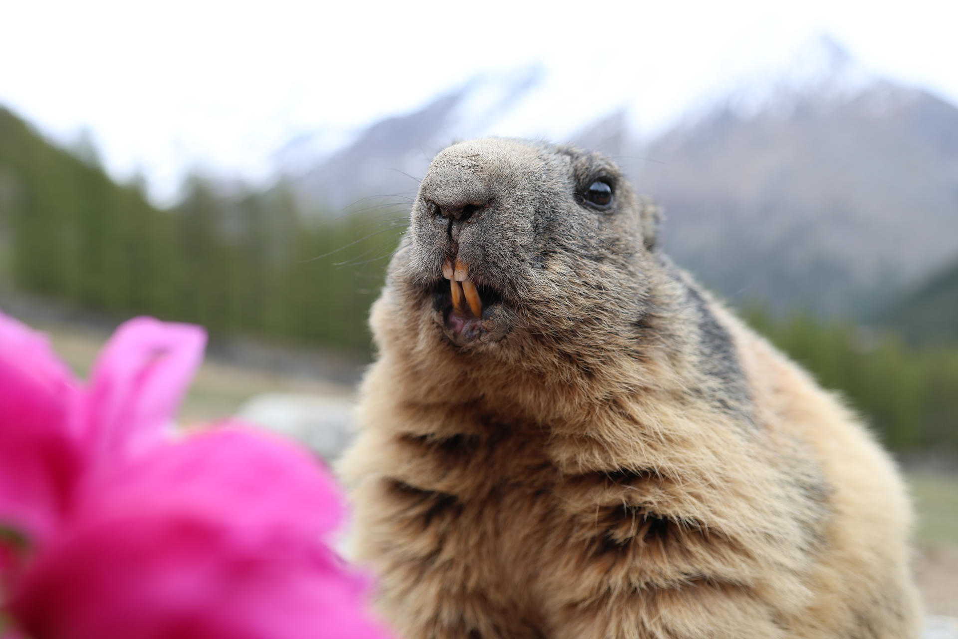 An alpine marmot with thick, brownish fur is shown up close, its orange teeth visible as it looks slightly upward. In the foreground, a bright pink peony flower adds a splash of color, while blurred mountains and trees form the background.