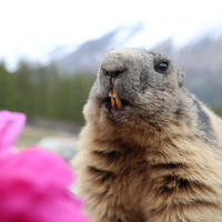 An alpine marmot with thick, brownish fur is shown up close, its orange teeth visible as it looks slightly upward. In the foreground, a bright pink peony flower adds a splash of color, while blurred mountains and trees form the background.