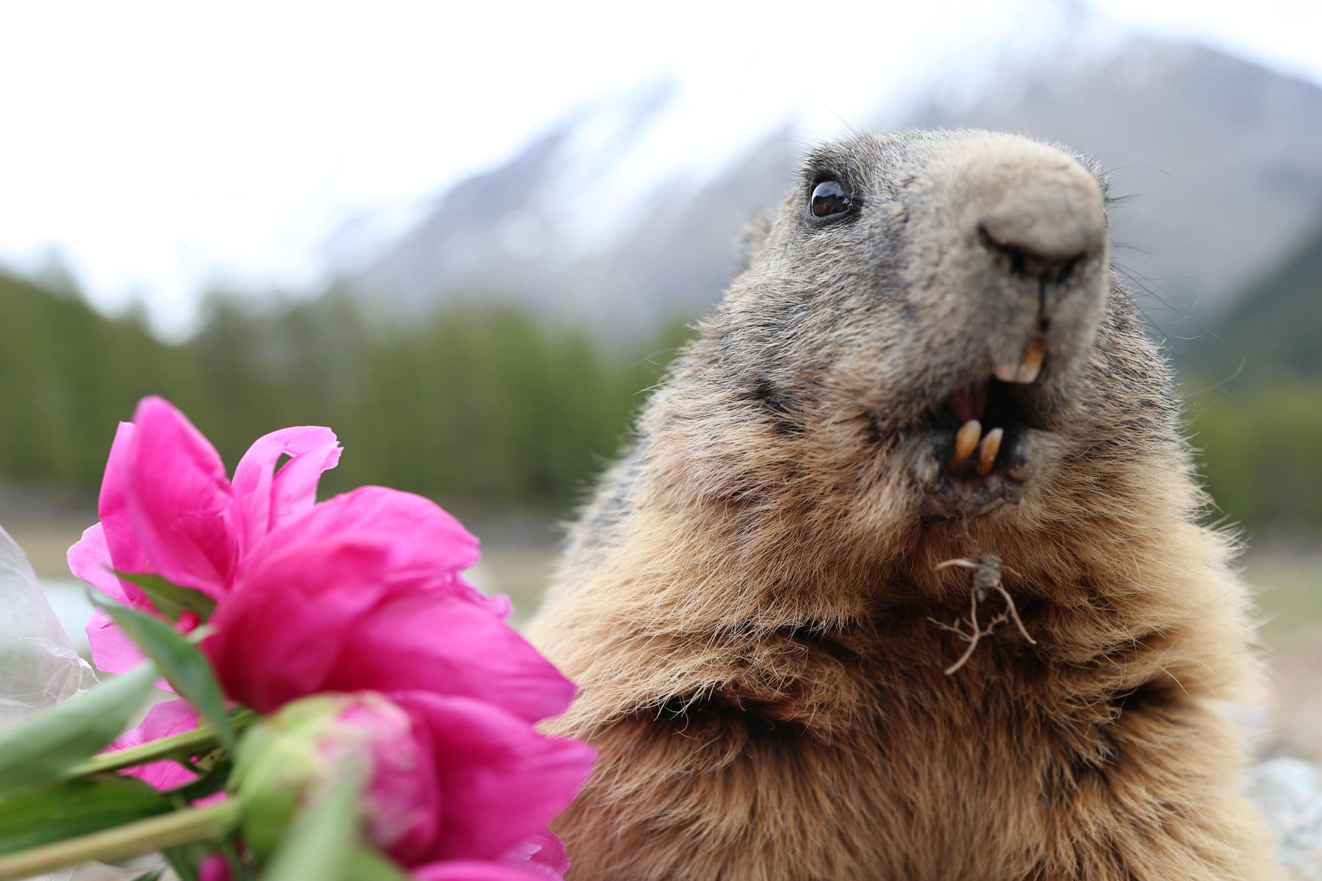 An alpine marmot is shown up close with its mouth slightly open, revealing its teeth, next to a vibrant pink peony flower. In the blurred background, there are hints of green trees and snow-capped mountains.