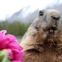 An alpine marmot is shown up close with its mouth slightly open, revealing its teeth, next to a vibrant pink peony flower. In the blurred background, there are hints of green trees and snow-capped mountains.