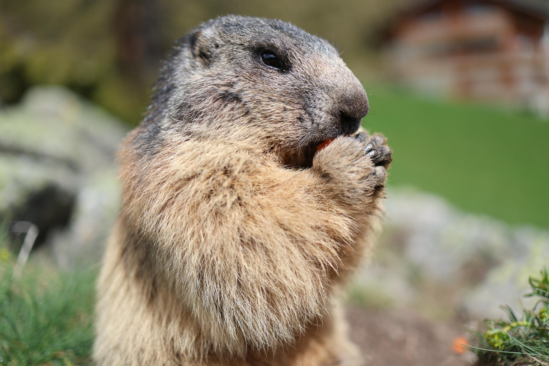 An alpine marmot is shown up close, standing on its hind legs and holding food in its front paws. Its thick fur and rounded face are clearly visible against a blurred natural background.