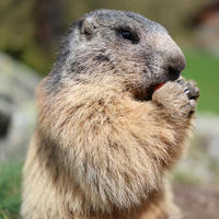An alpine marmot is shown up close, standing on its hind legs and holding food in its front paws. Its thick fur and rounded face are clearly visible against a blurred natural background.
