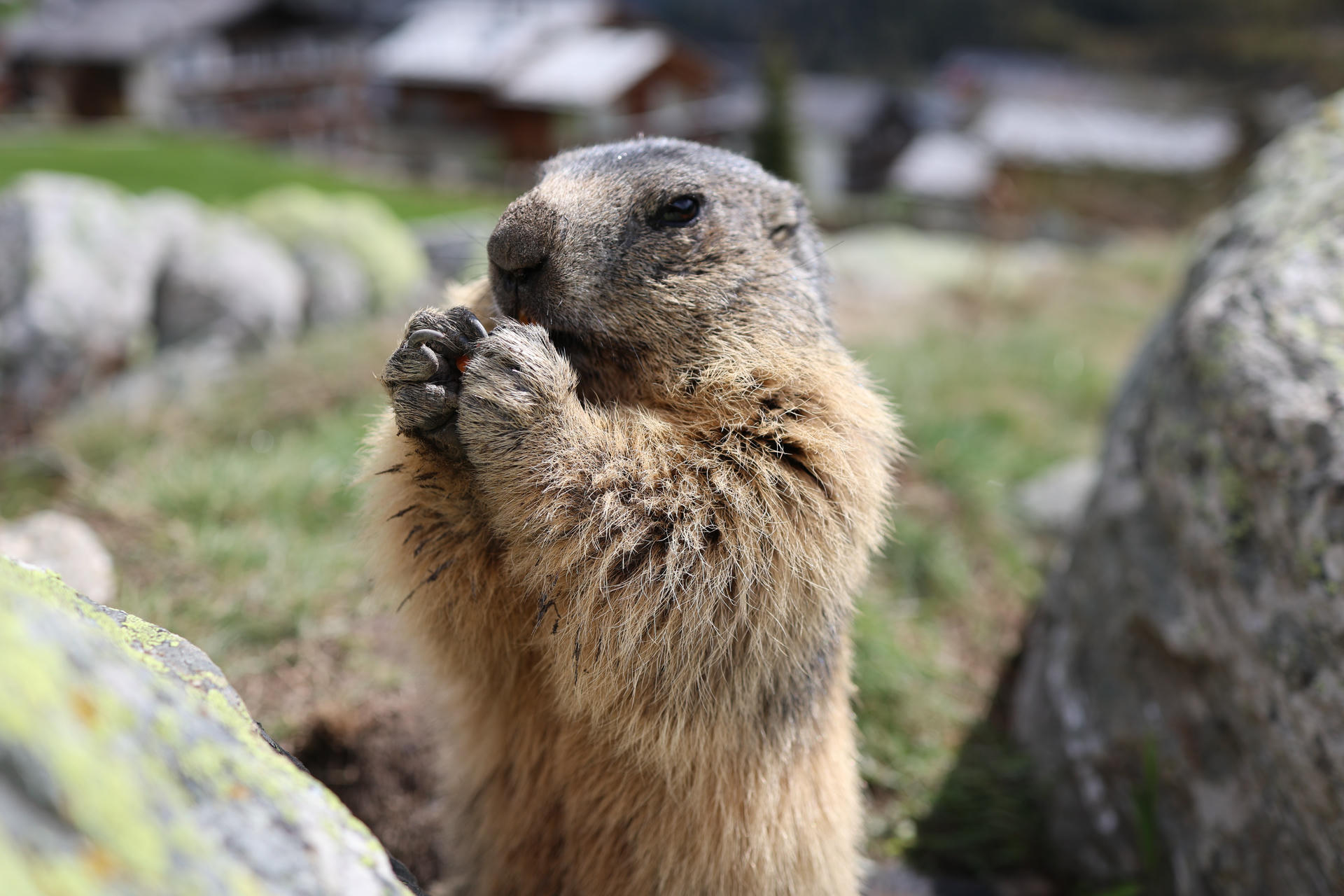 An alpine marmot stands upright on its hind legs, holding its front paws close to its mouth, with soft fur and a blurred outdoor background. The marmot appears alert and engaged with its surroundings.