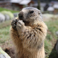 An alpine marmot stands upright on its hind legs, holding its front paws close to its mouth, with soft fur and a blurred outdoor background. The marmot appears alert and engaged with its surroundings.