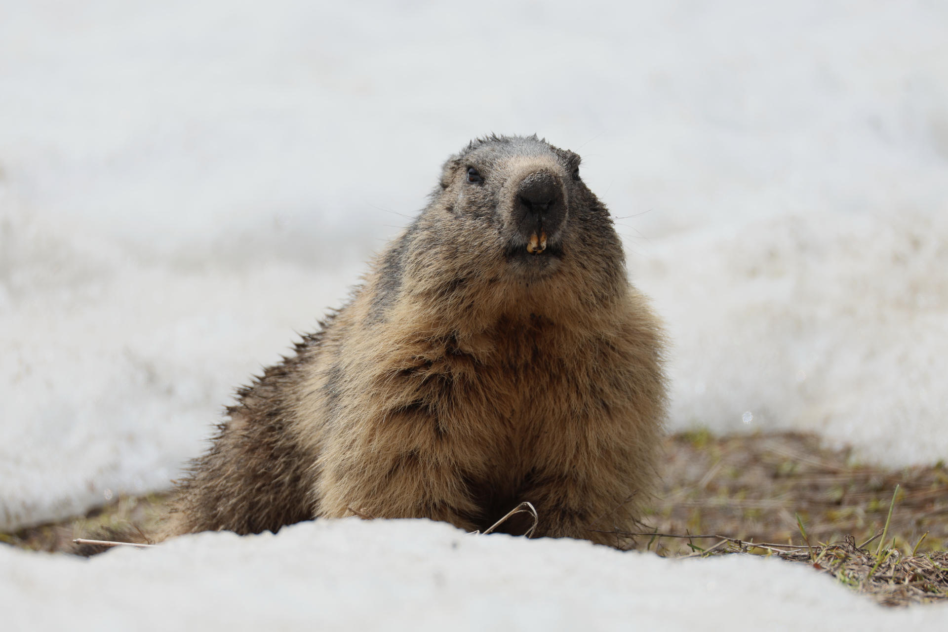An alpine marmot sits upright on a snowy surface, facing the camera with its thick fur and prominent front teeth clearly visible. The background is softly blurred, highlighting the marmot as the main subject.