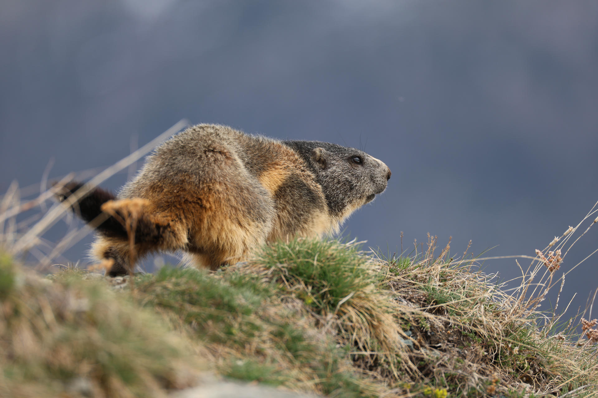 An alpine marmot with thick, brown and gray fur is perched on a grassy slope, looking alert against a blurred, natural background. The animal’s body is slightly stretched forward as if it is exploring or searching the area.