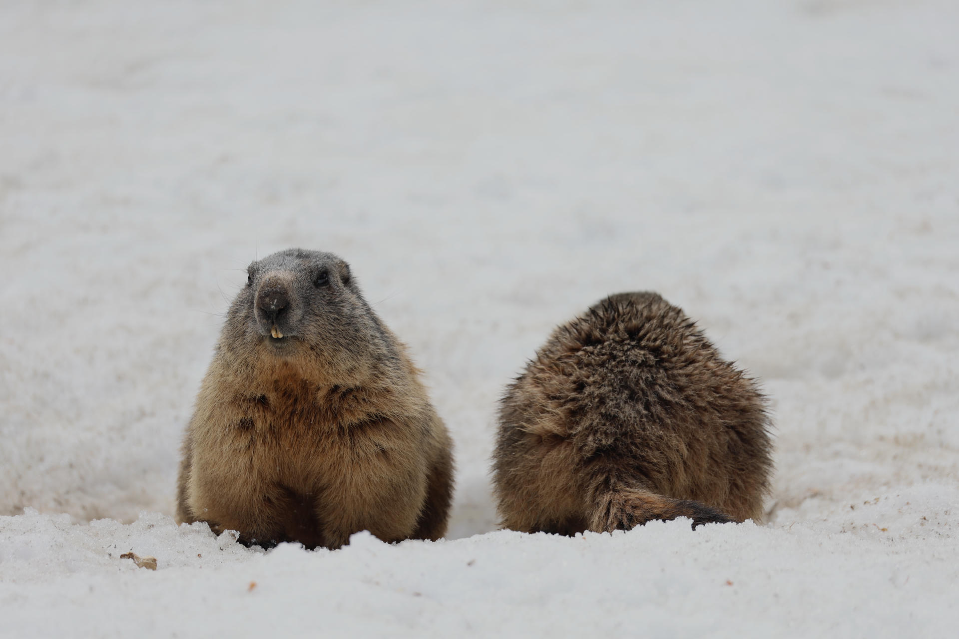 Two alpine marmots are sitting on snow; one faces the camera while the other shows its back. Their thick fur and round bodies stand out against the white background.