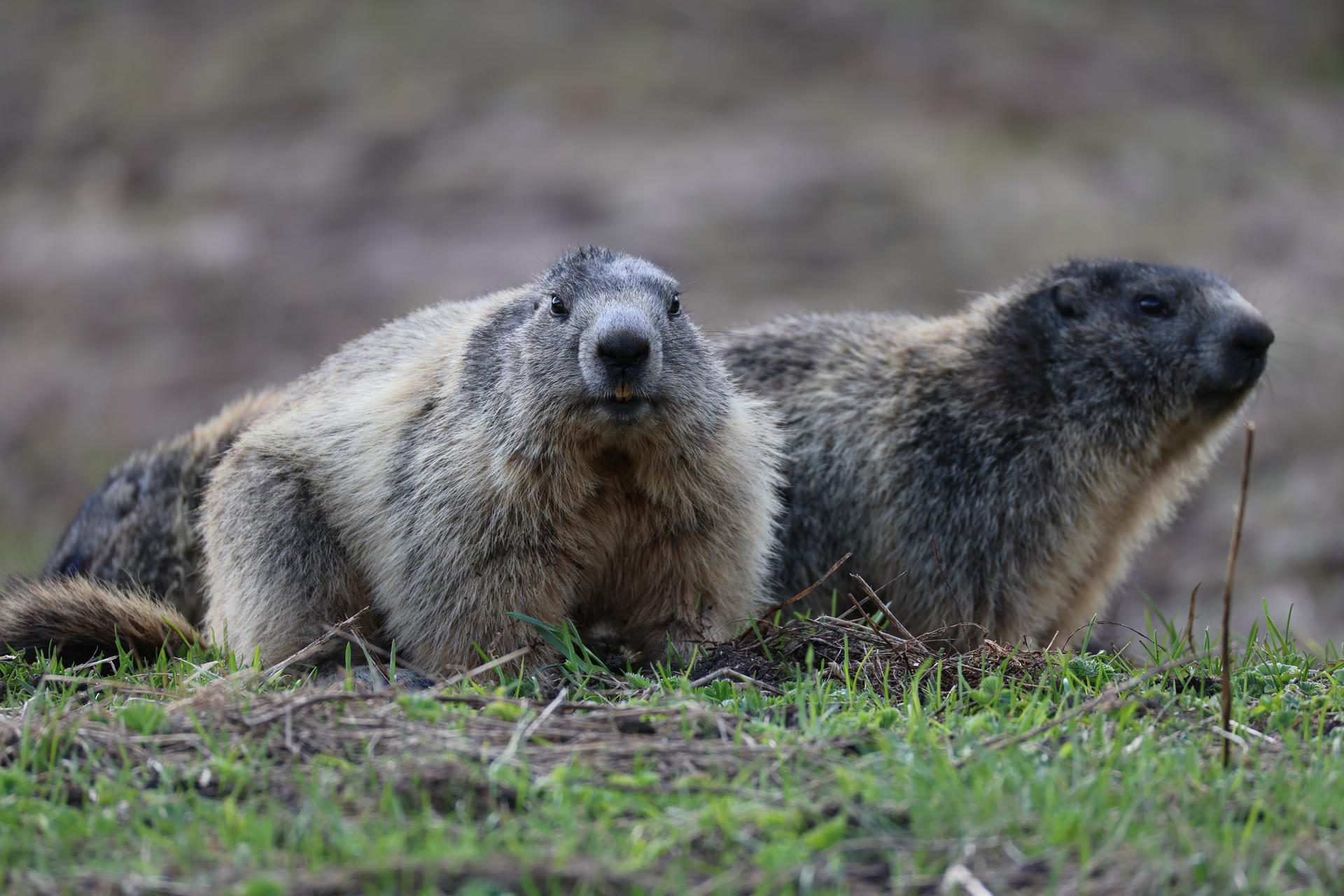Two alpine marmots are sitting close together on the ground, surrounded by green grass and plants, with a blurred natural background. One marmot faces the camera while the other looks off to the side.