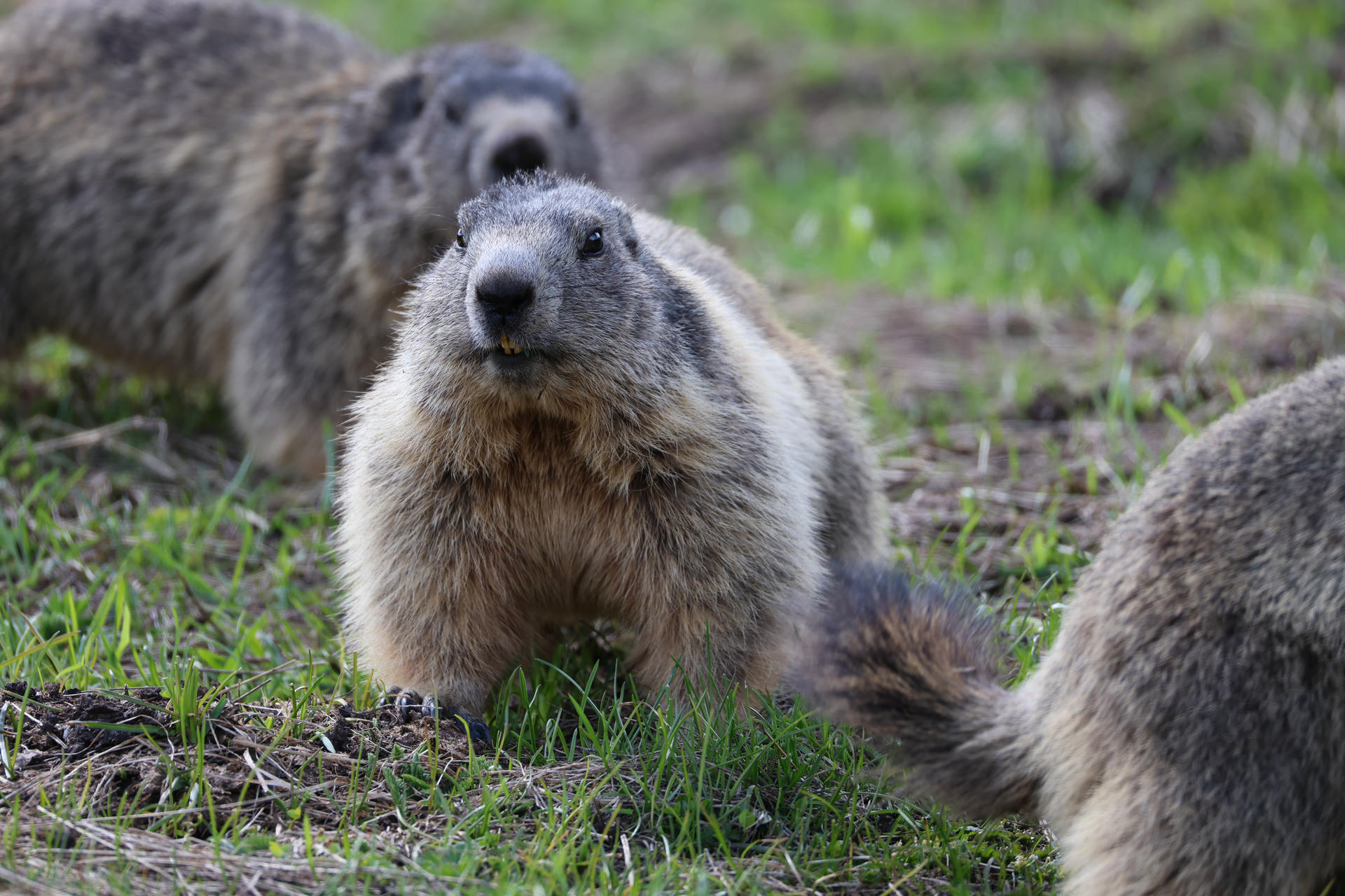 An alpine marmot with thick, grayish-brown fur sits alertly on the ground, surrounded by green grass and blurred natural scenery. Another marmot is partially visible in the background.