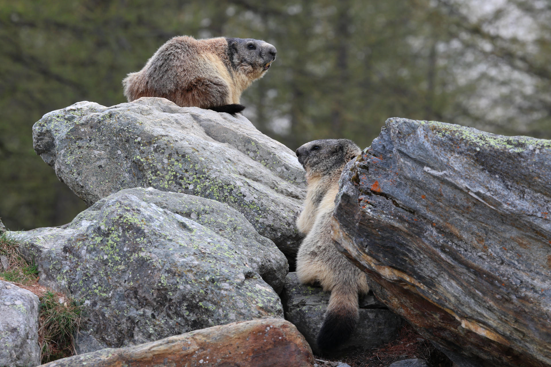 Two alpine marmots are perched on large, mossy rocks, with one marmot sitting higher and the other looking up from below. The background is blurred, showing a natural, forested setting.