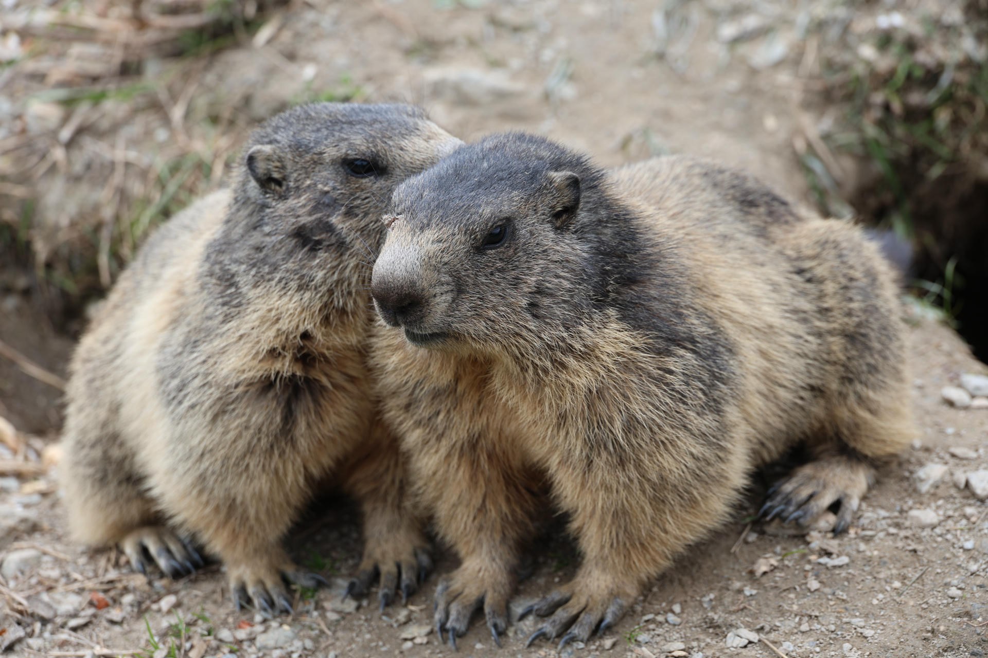 Two alpine marmots sit close together on the ground, their thick fur blending with the earthy surroundings. They appear alert and cozy, with their heads slightly tilted toward each other.